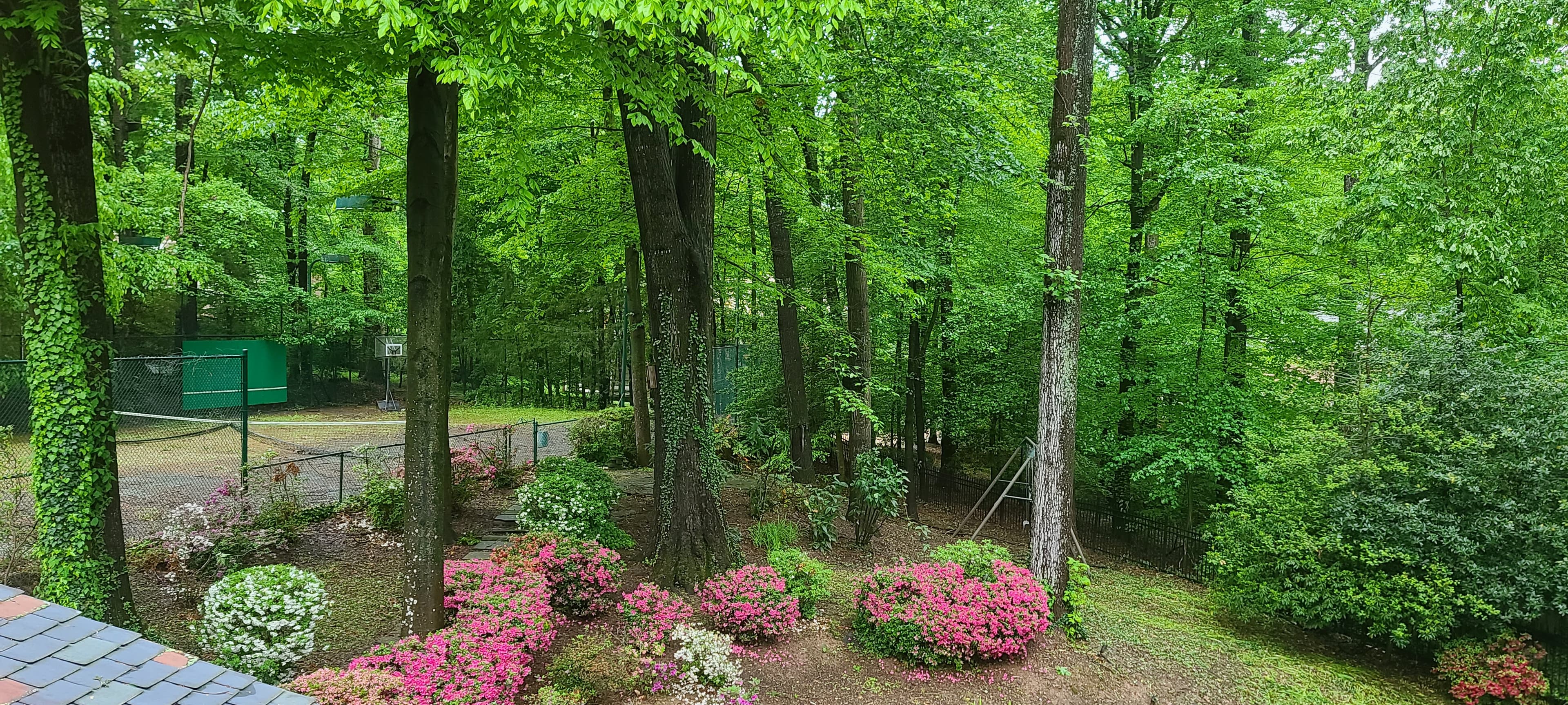 Garden view from the kitchen